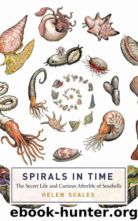 Spirals in Time: The Secret Life and Curious Afterlife of Seashells by Helen Scales