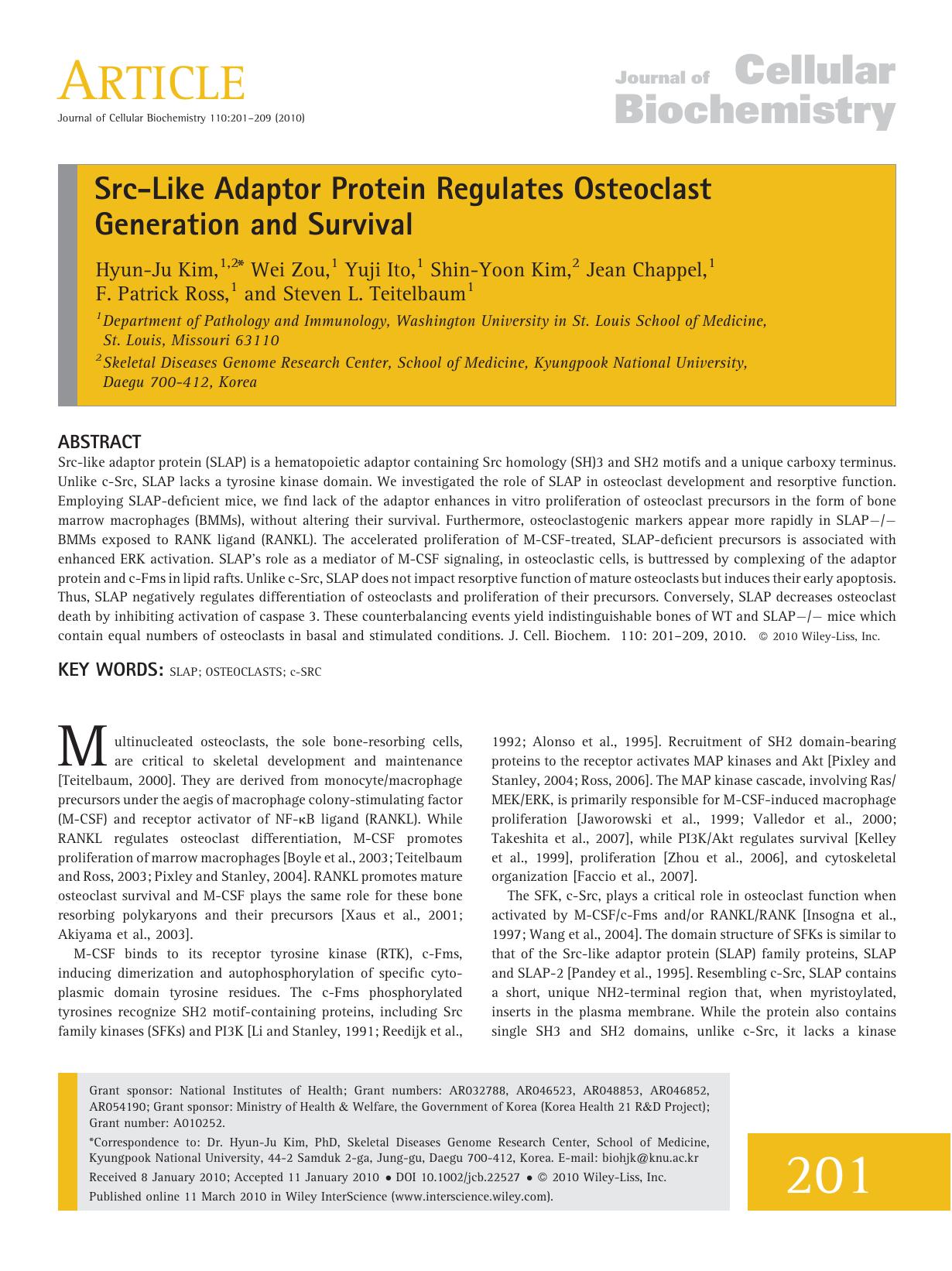 Src?like adaptor protein regulates osteoclast generation and survival by Unknown