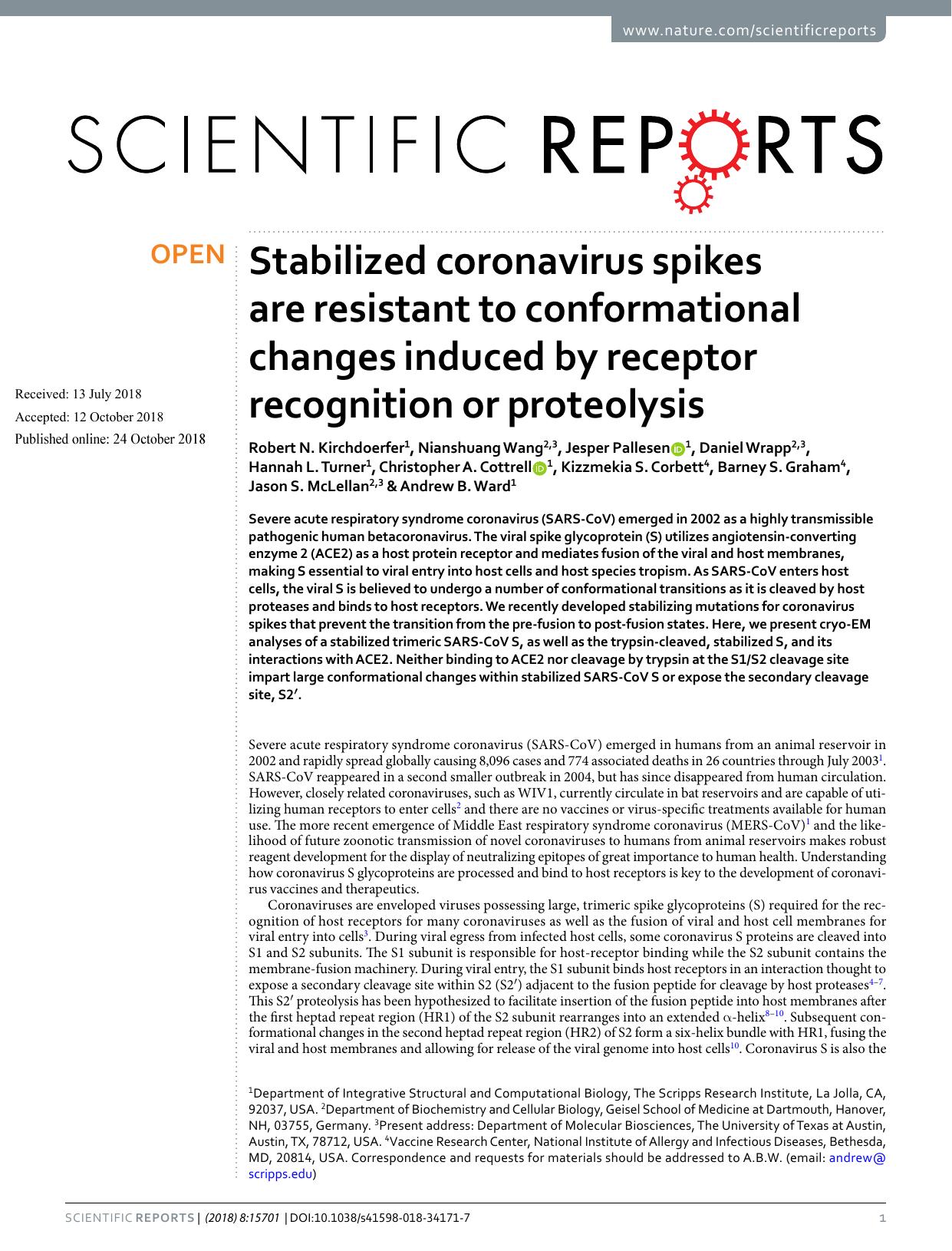 Stabilized coronavirus spikes are resistant to conformational changes induced by receptor recognition or proteolysis by unknow