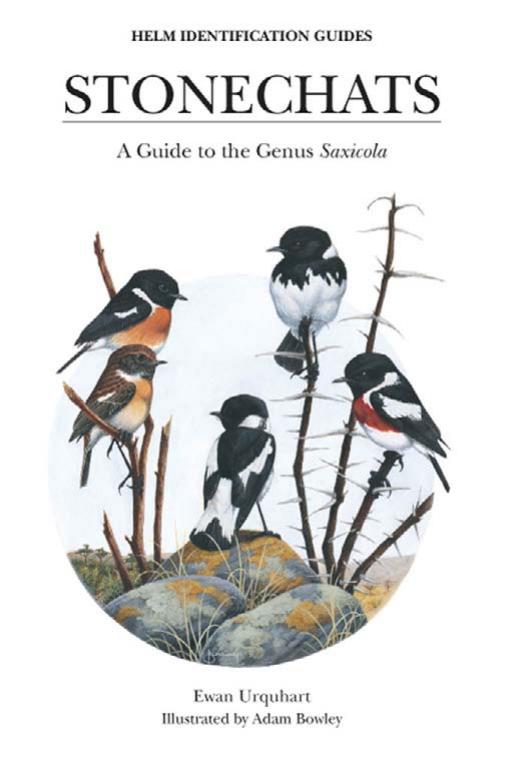 Stonechats: A Guide to the Genus "Saxicola" by Ewan Urquhart