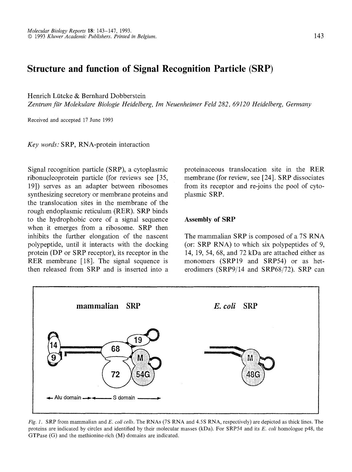 Structure and function of Signal Recognition Particle (SRP) by Unknown