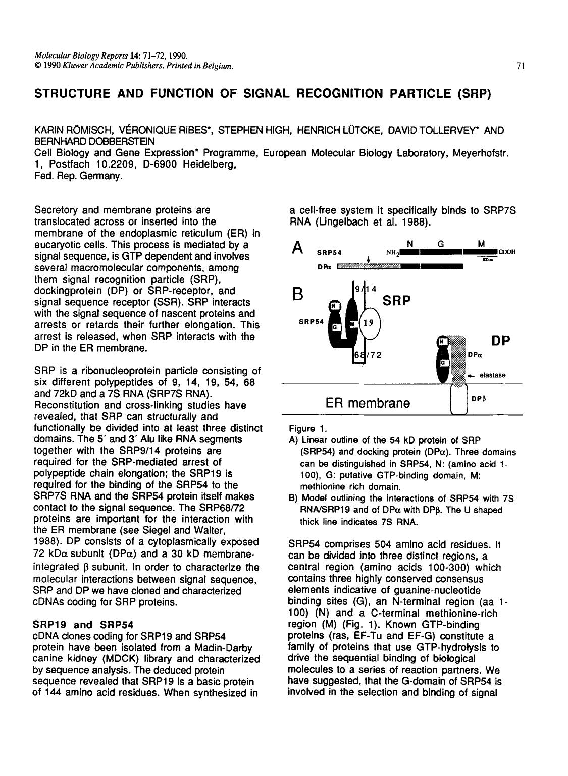 Structure and function of signal recognition particle (SRP) by Unknown