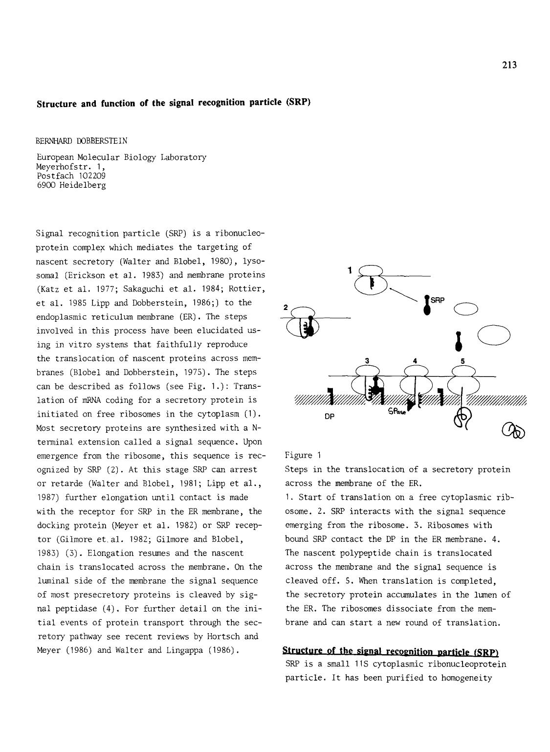 Structure and function of the signal recognition particle (SRP) by Unknown