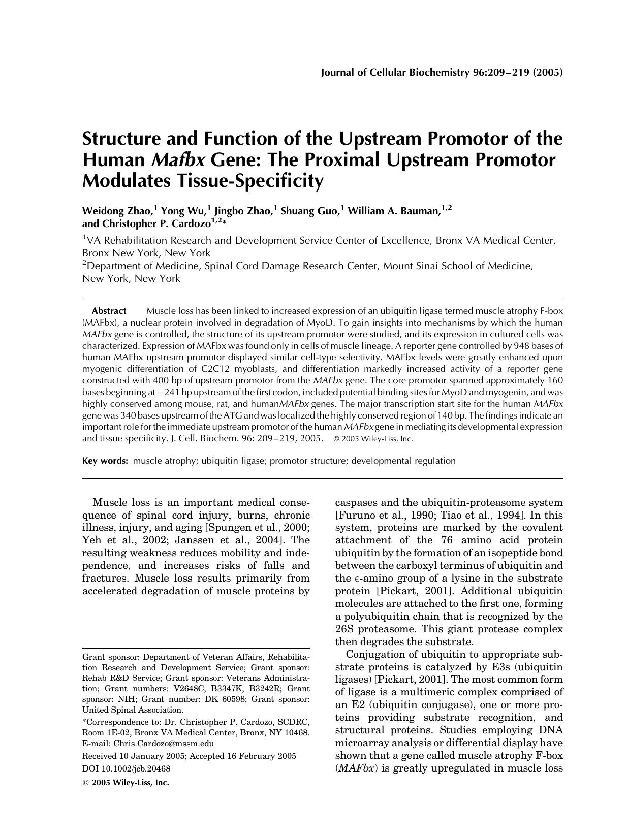 Structure and function of the upstream promotor of the human Mafbx gene: The proximal upstream promotor modulates tissue-specificity by Unknown