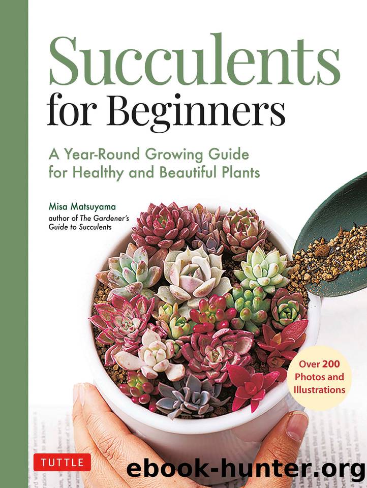 Succulents for Beginners by Matsuyama Misa