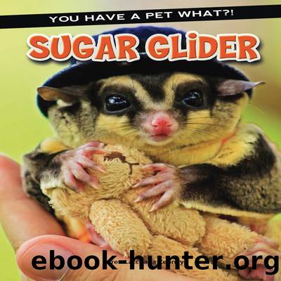 Sugar Glider by Karen Kenney