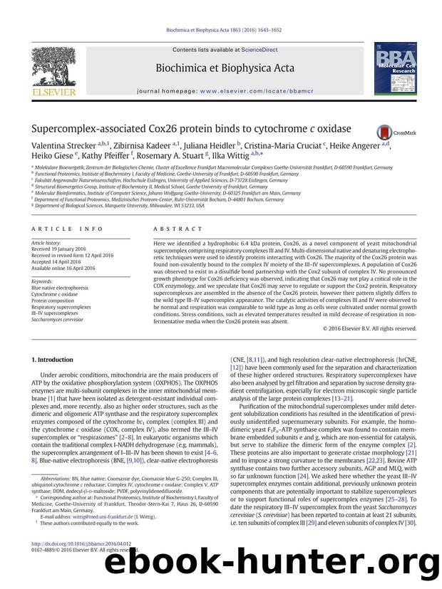 Supercomplex-associated Cox26 protein binds to cytochrome c oxidase by unknow