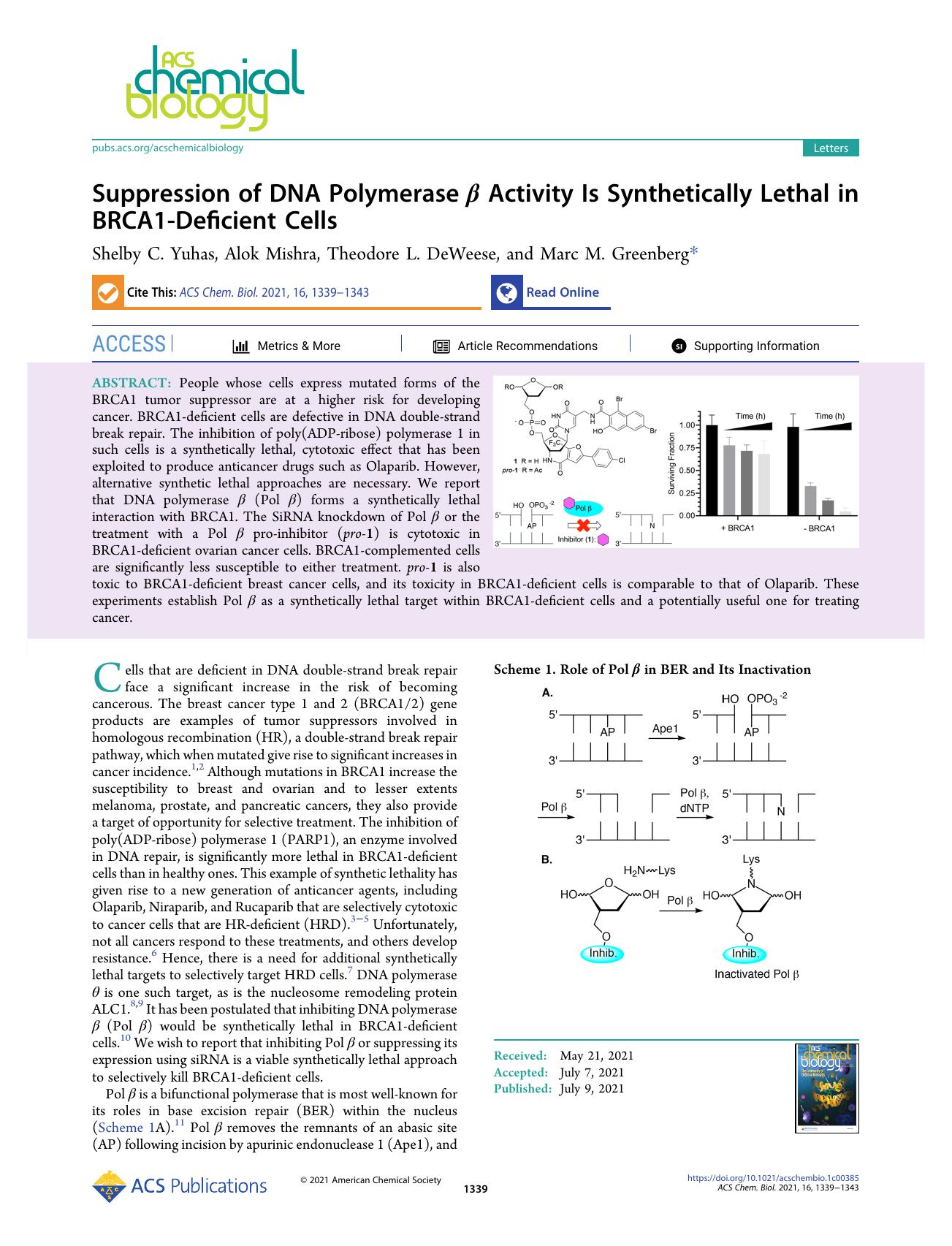 Suppression of DNA Polymerase Î² Activity Is Synthetically Lethal in BRCA1-Deficient Cells by Shelby C. Yuhas Alok Mishra Theodore L. DeWeese and Marc M. Greenberg