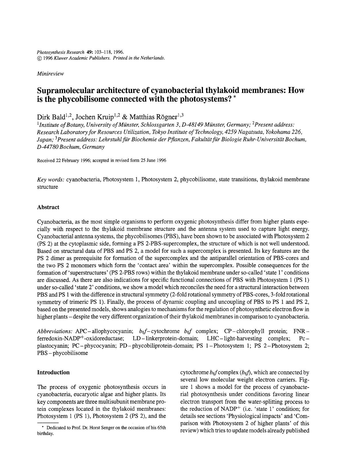 Supramolecular architecture of cyanobacterial thylakoid membranes: How is the phycobilisome connected with the photosystems? by Unknown