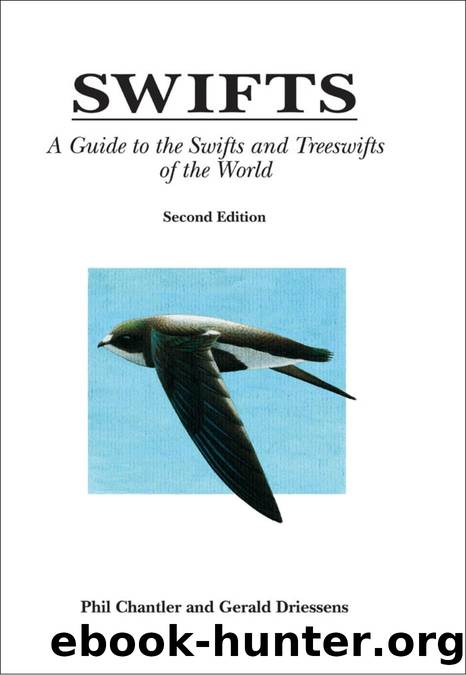 Swifts by Phil Chantler