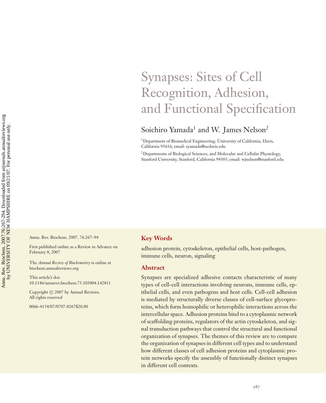 Synapses: Sites of Cell Recognition, Adhesion, and Functional Specification by Soichiro Yamada1 & W. James Nelson2