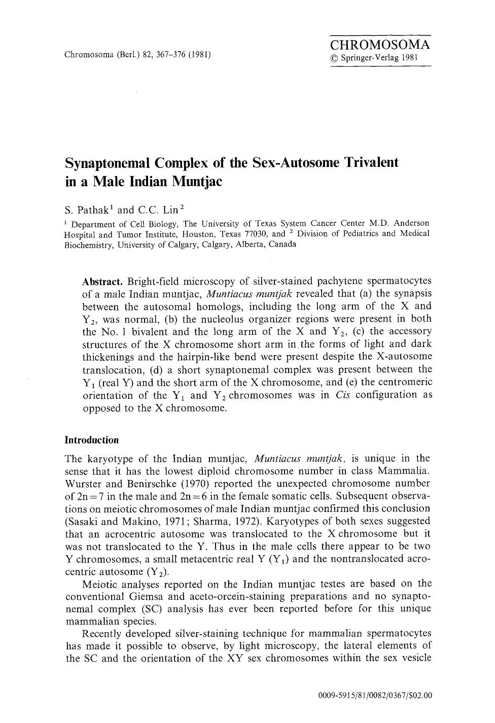 Synaptonemal complex of the sex-autosome trivalent in a male Indian muntjac by Unknown