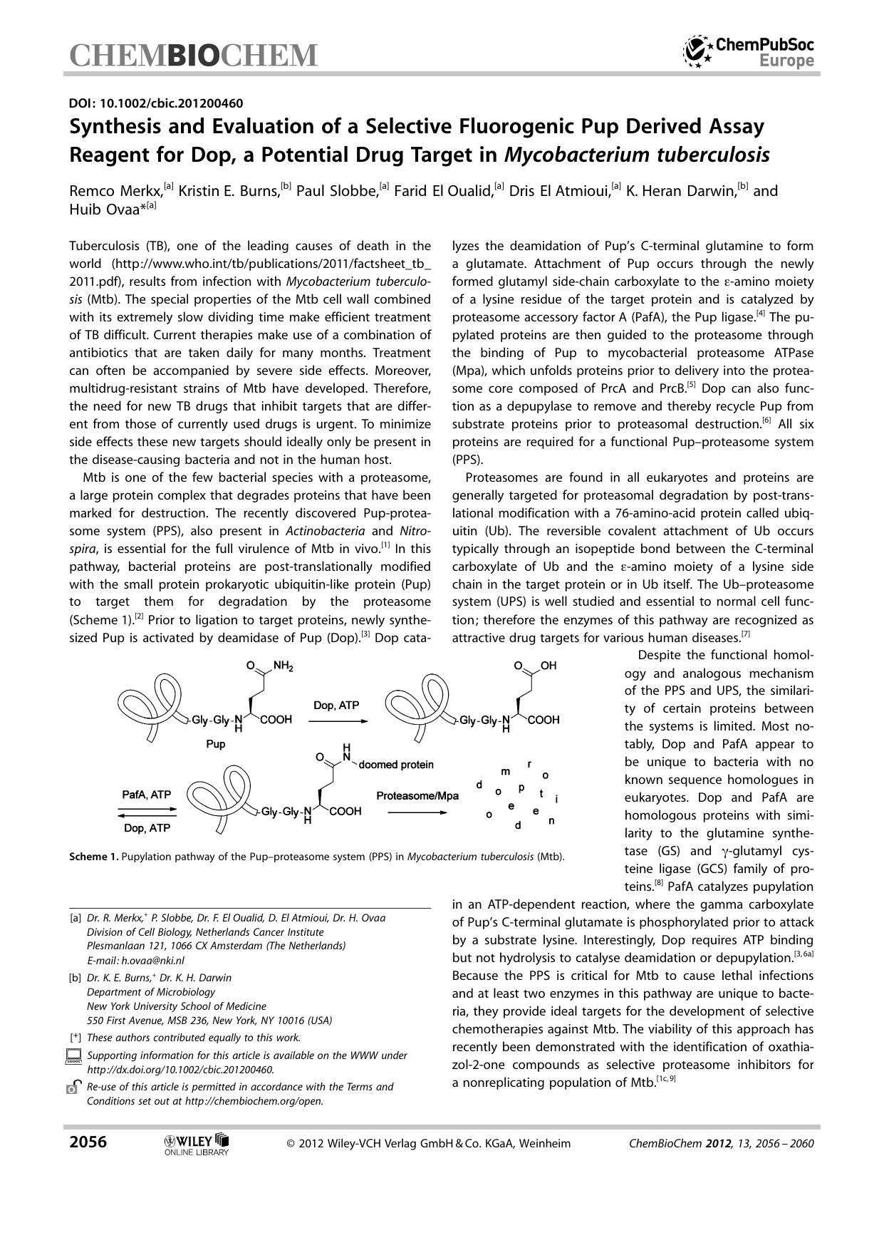 Synthesis and Evaluation of a Selective Fluorogenic Pup Derived Assay Reagent for Dop, a Potential Drug Target in Mycobacterium tuberculosis by Unknown