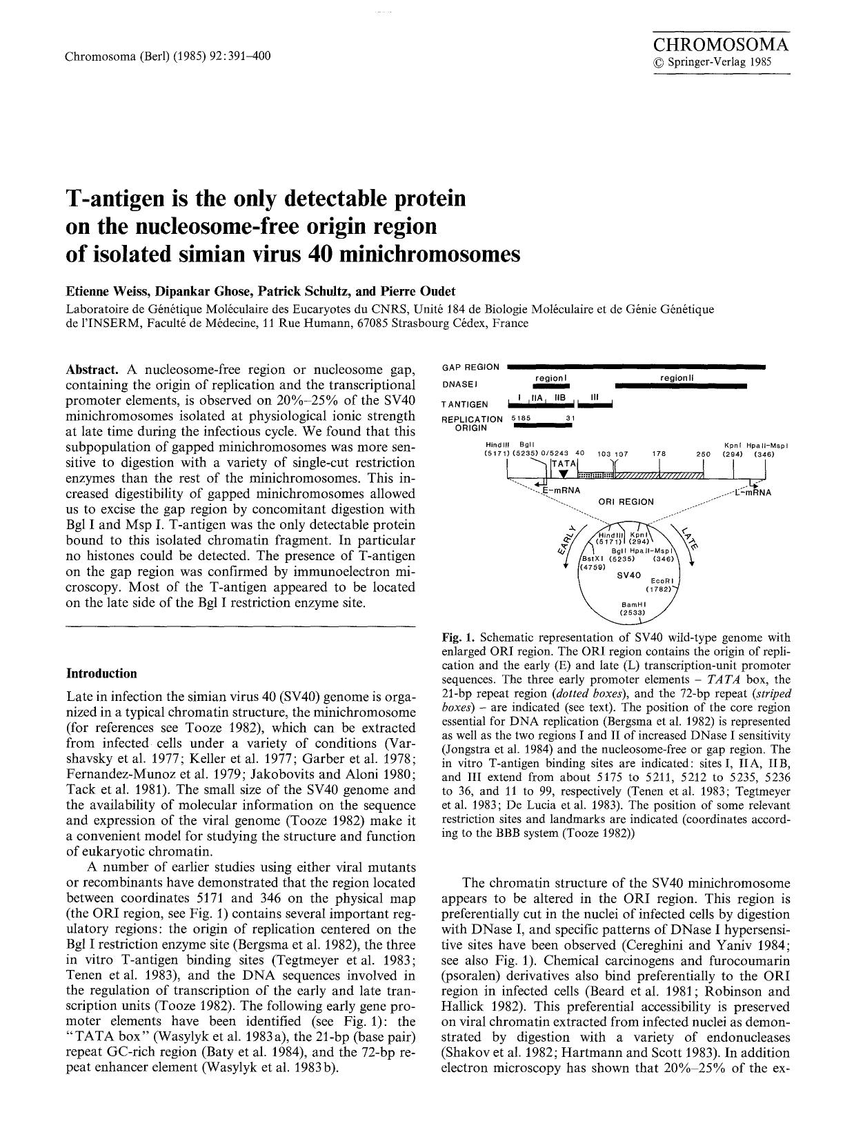 T-antigen is the only detectable protein on the nucleosome-free origin region of isolated simian virus 40 minichromosomes by Unknown