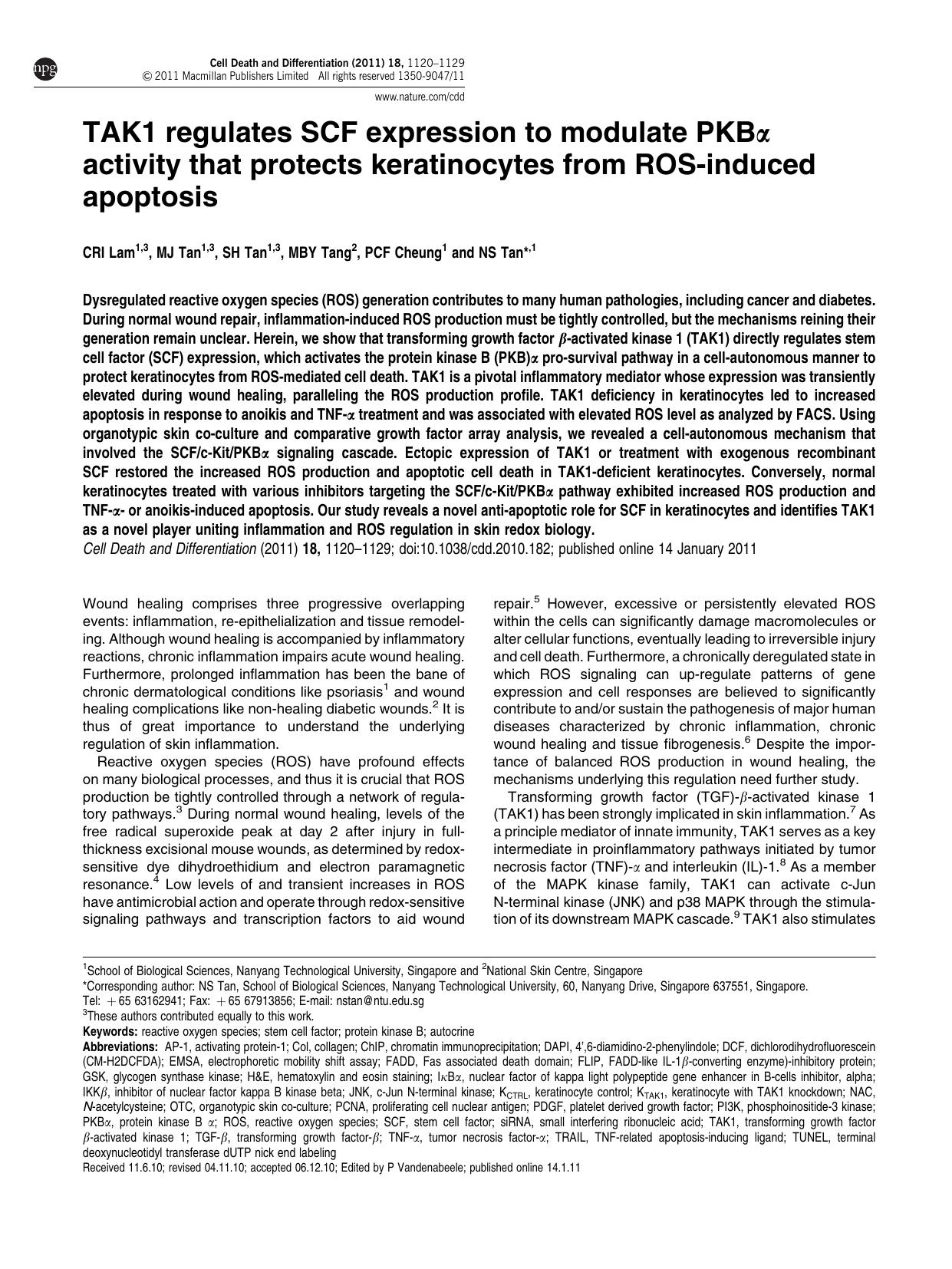 TAK1 regulates SCF expression to modulate PKB&alpha; activity that protects keratinocytes from ROS-induced apoptosis by C R I Lam & M J Tan & S H Tan & M B Y Tang & P C F Cheung & N S Tan