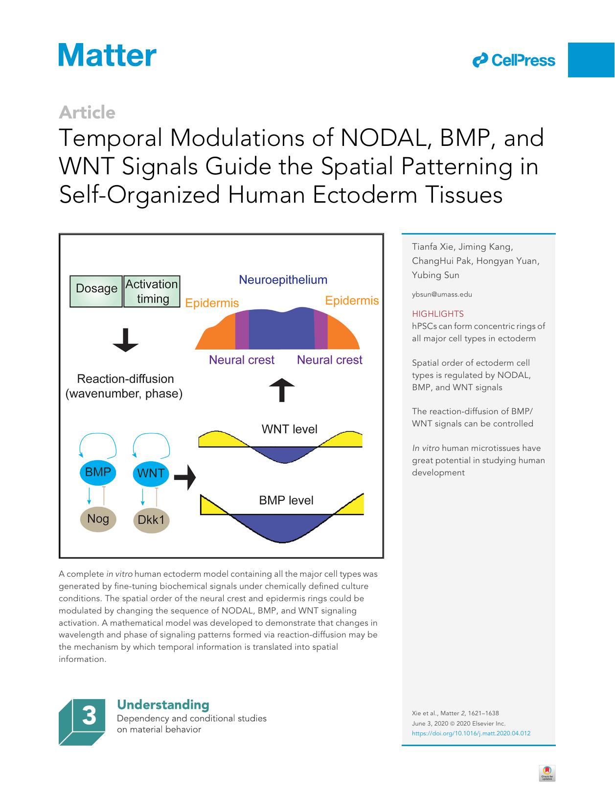 Temporal Modulations of NODAL, BMP, and WNT Signals Guide the Spatial Patterning in Self-Organized Human Ectoderm Tissues by Tianfa Xie & Jiming Kang & ChangHui Pak & Hongyan Yuan & Yubing Sun