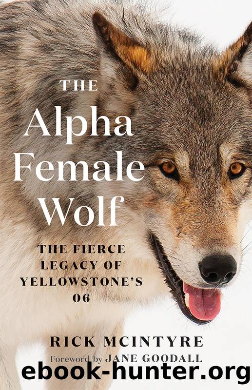 The Alpha Female Wolf by Rick McIntyre & Jane Goodall