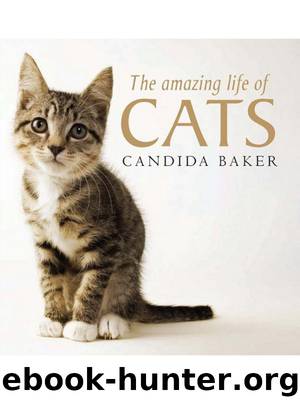 The Amazing Life of Cats by Candida Baker