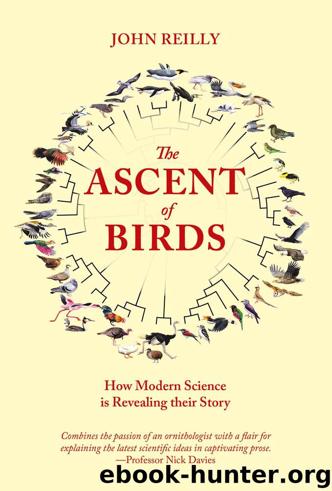 The Ascent of Birds by John Reilly