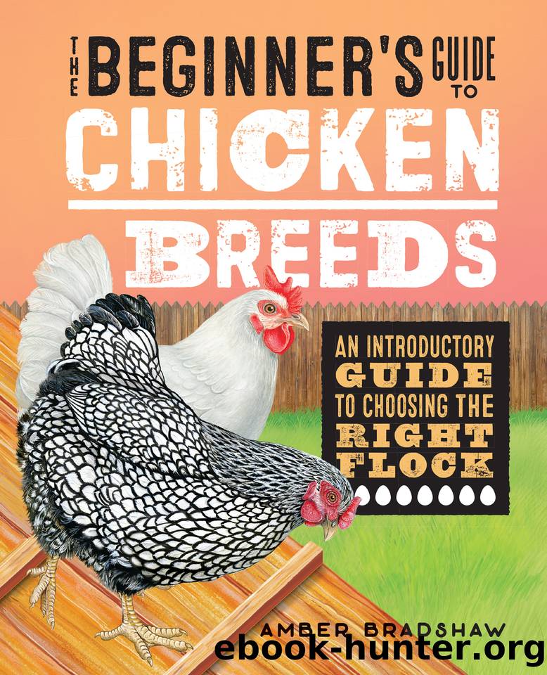 The Beginner's Guide to Chicken Breeds: An Introductory Guide to Choosing the Right Flock by Bradshaw Amber