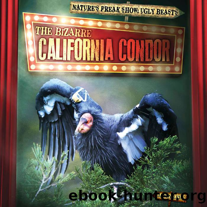 The Bizarre California Condor by Janey Levy