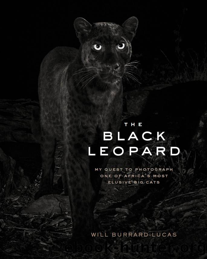 The Black Leopard by Will Burrard-Lucas