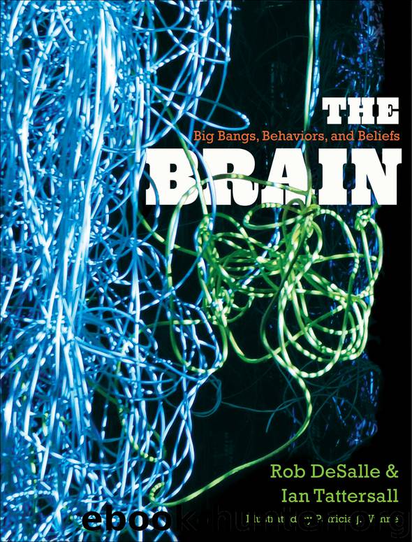 The Brain by Rob DeSalle