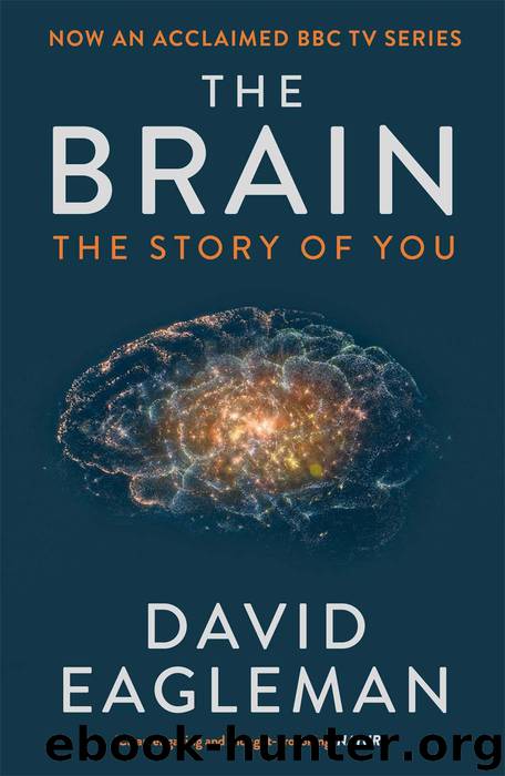 The Brain: The Story of You by Eagleman David