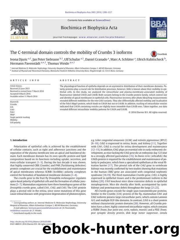 The C-terminal domain controls the mobility of Crumbs 3 isoforms by unknow