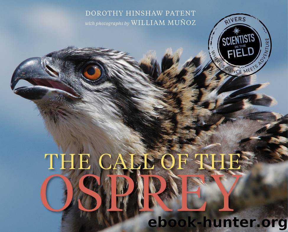 The Call of the Osprey by Dorothy Hinshaw Patent