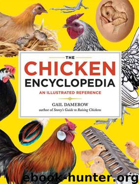 The Chicken Encyclopedia: An Illustrated Reference by Gail Damerow