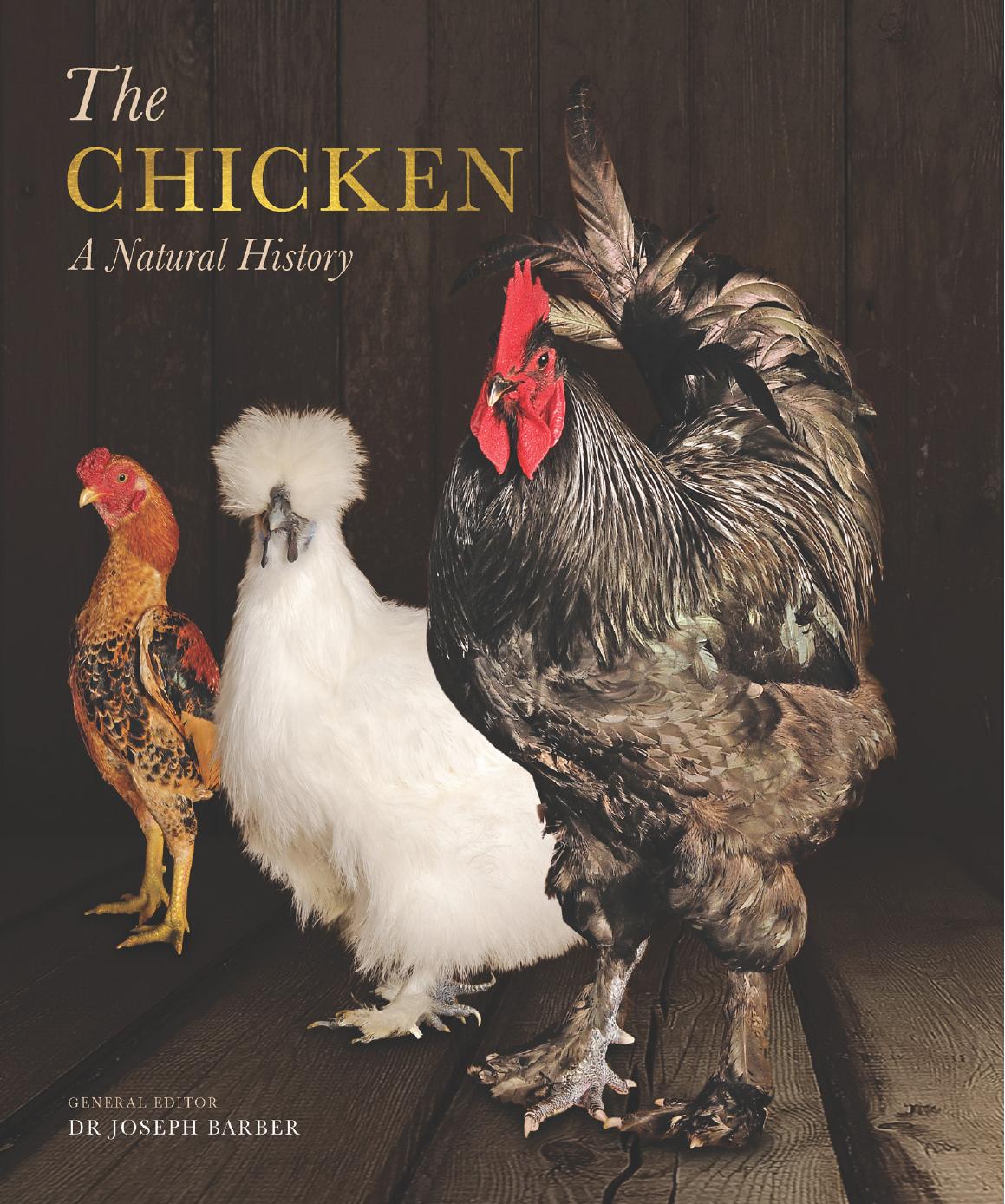 The Chicken by Barber Joseph
