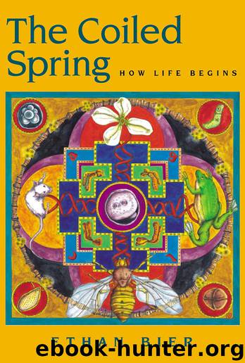 The Coiled Spring by Ethan Bier