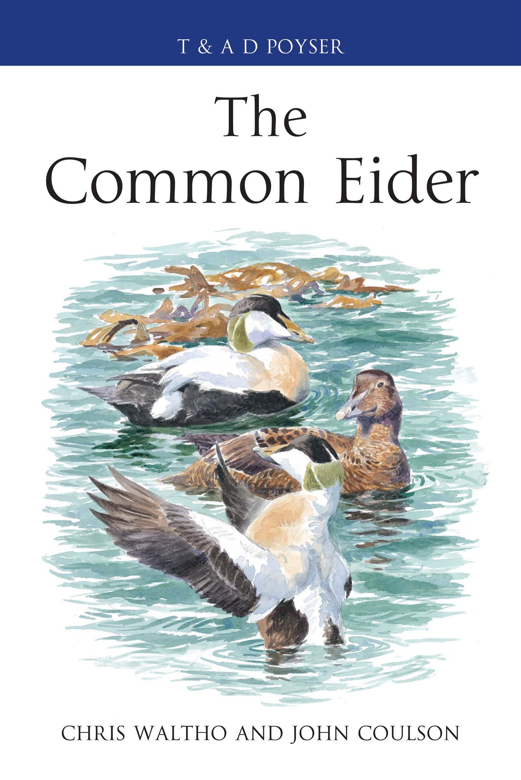 The Common Eider by Chris Waltho and John Coulson