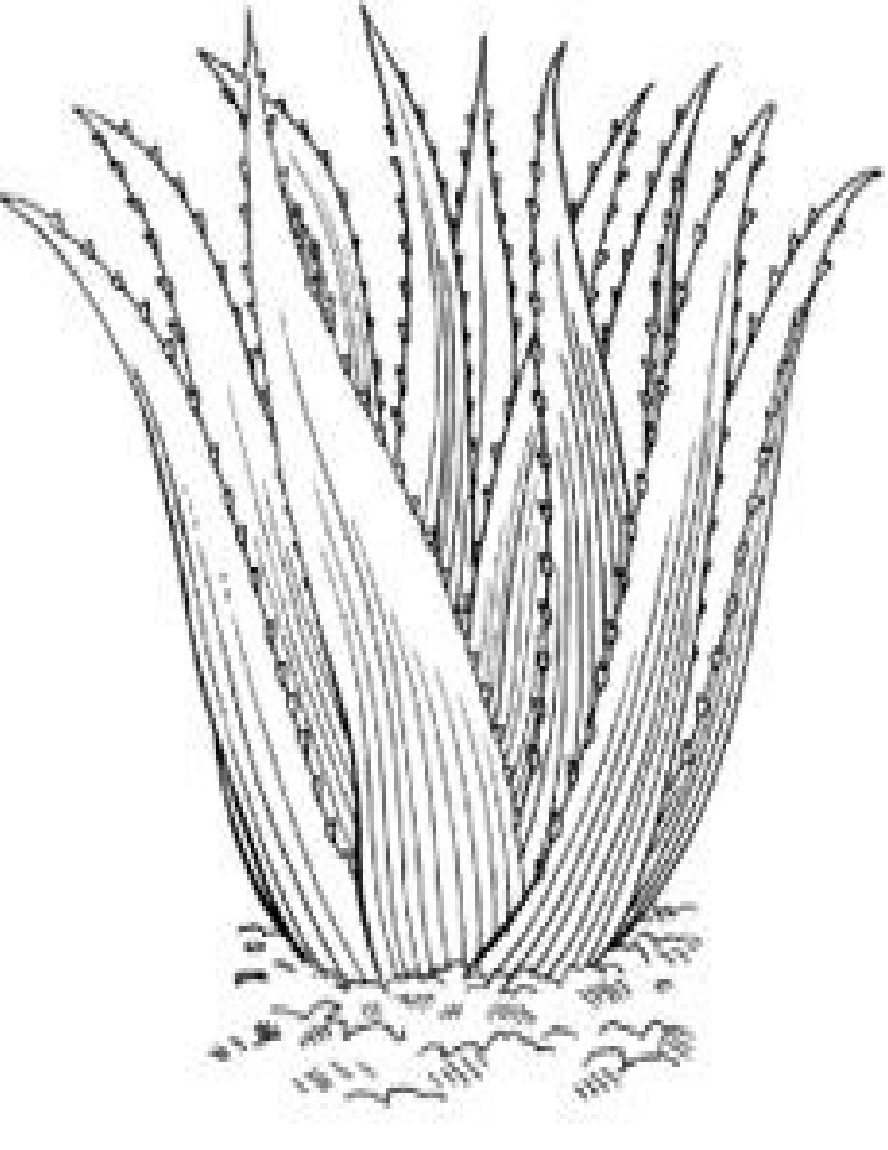 The Country Almanac of Home Remedies by Brigitte Mars