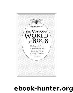 The Curious World of Bugs by Daniel Marlos