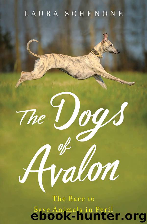 The Dogs of Avalon by Laura Schenone
