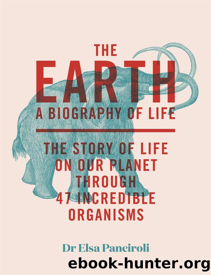 The Earth by Elsa Panciroli