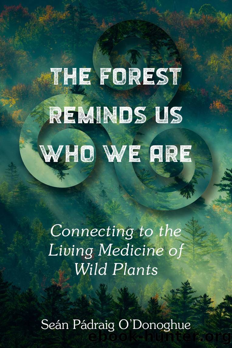 The Forest Reminds Us Who We Are by Sean Padraig O'Donoghue