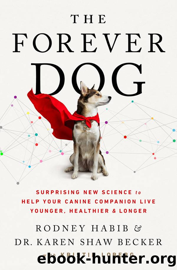 The Forever Dog by Rodney Habib