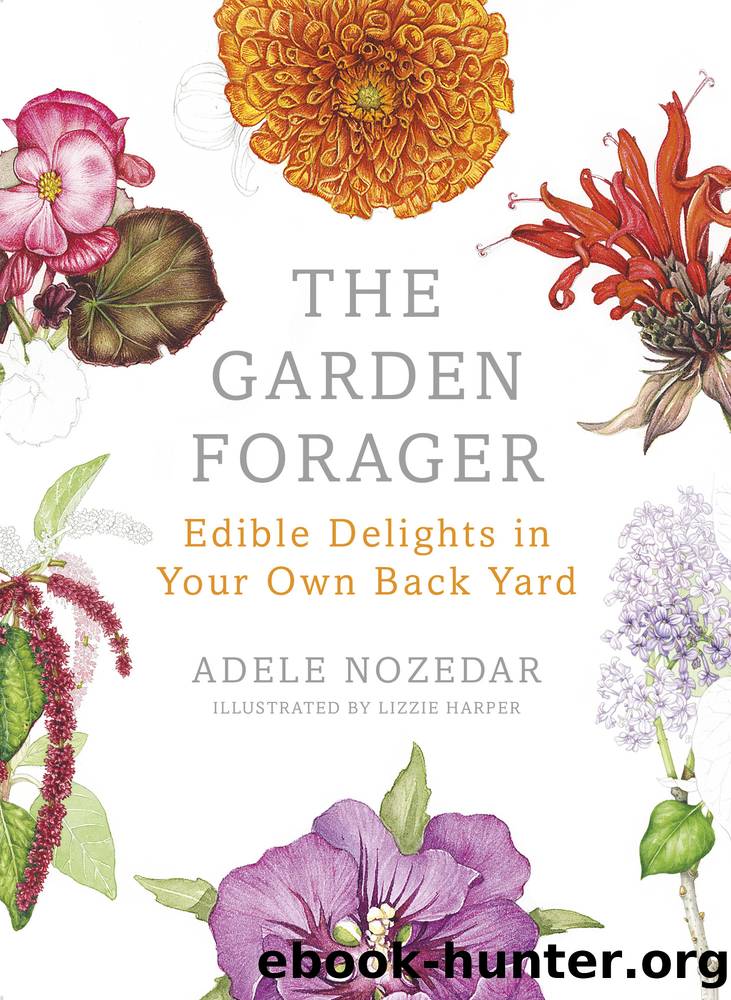 The Garden Forager by Adele Nozedar