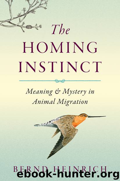 The Homing Instinct by Bernd Heinrich