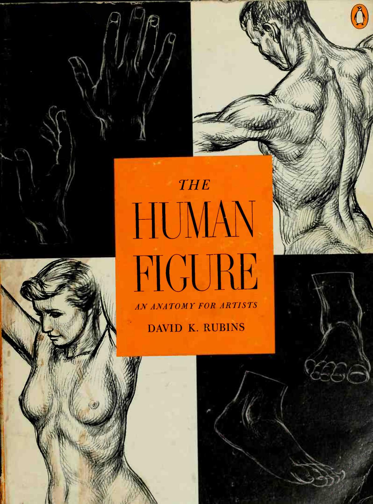 The Human Figure: An Anatomy for Artists by Rubins David K