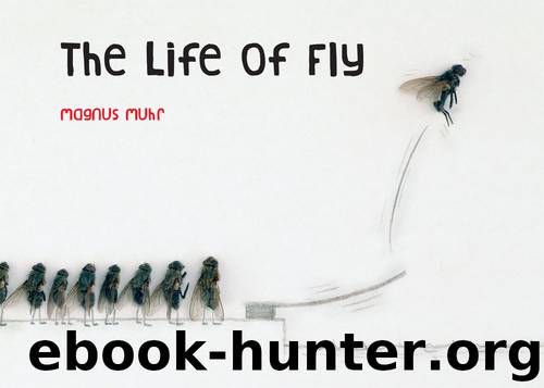 The Life of Fly by Magnus Muhr