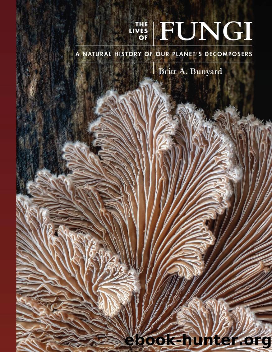 The Lives of Fungi by Britt A. Bunyard