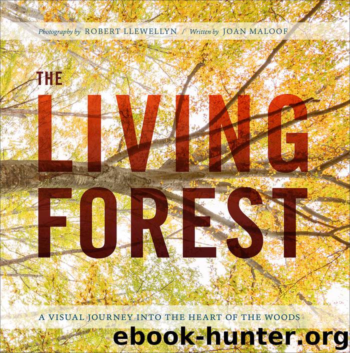 The Living Forest by Robert Llewellyn & Joan Maloof