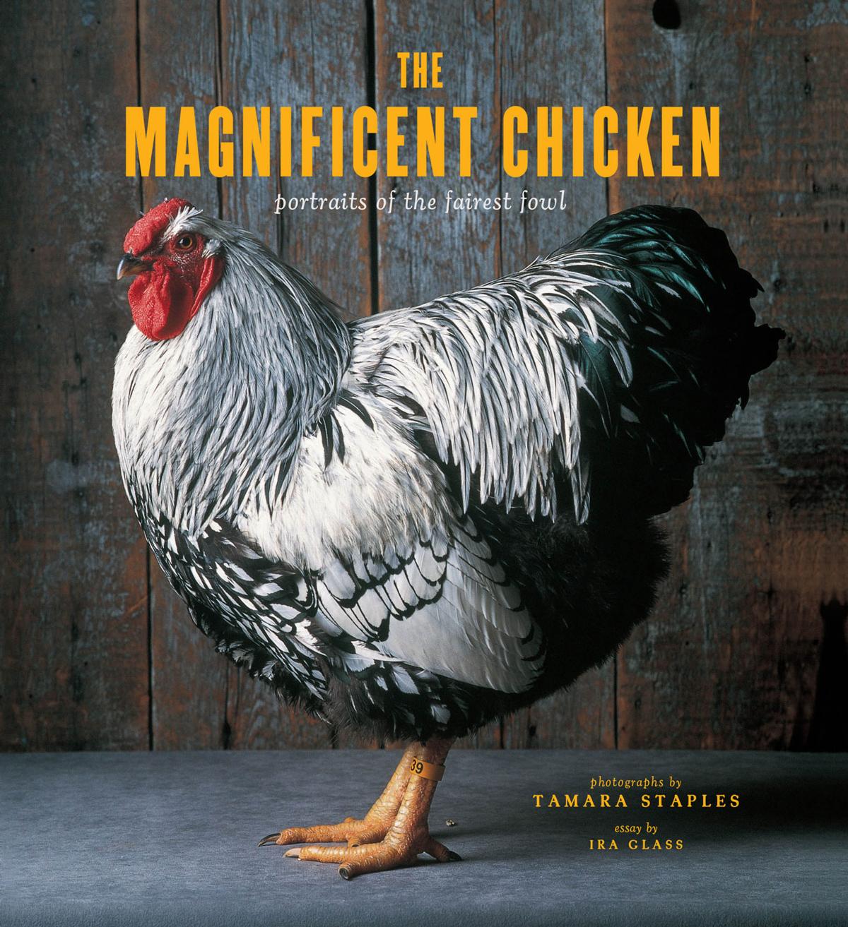 The Magnificent Chicken: Portraits of the Fairest Fowl (repost) by Tamara Staples Christa Velbel and Ira Glass