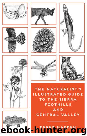 The Naturalist's Illustrated Guide to the Sierra Foothills and Central Valley by Derek Madden