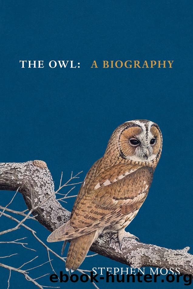 The Owl by Stephen Moss
