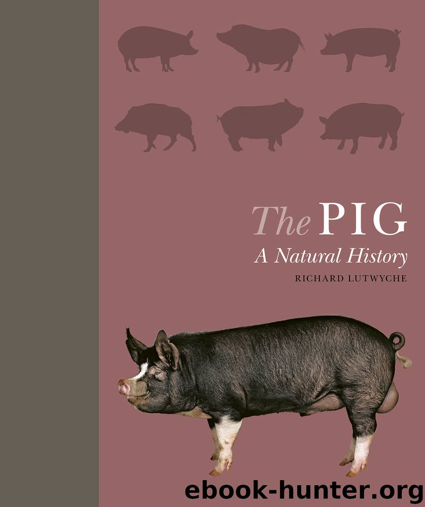 The Pig by Lutwyche Richard;